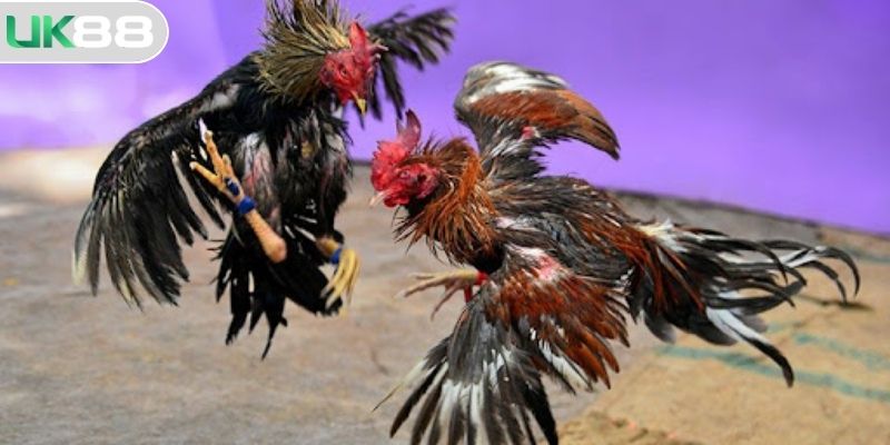 Sự kịch tính trong từng trận đấu đá gà