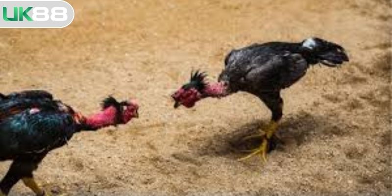 Đa dạng loại hình thi đấu đá gà