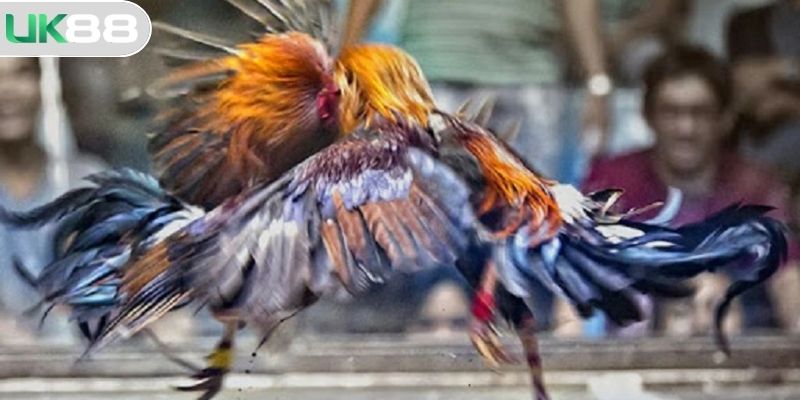 Cách xem trận đá gà trực tiếp