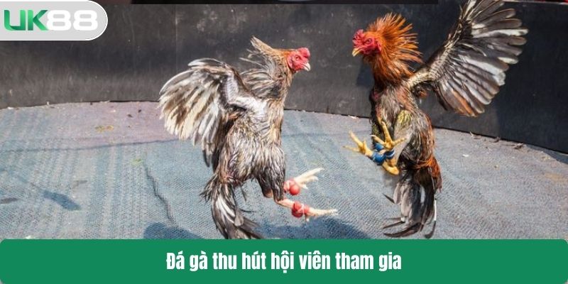 Đá gà thu hút hội viên tham gia